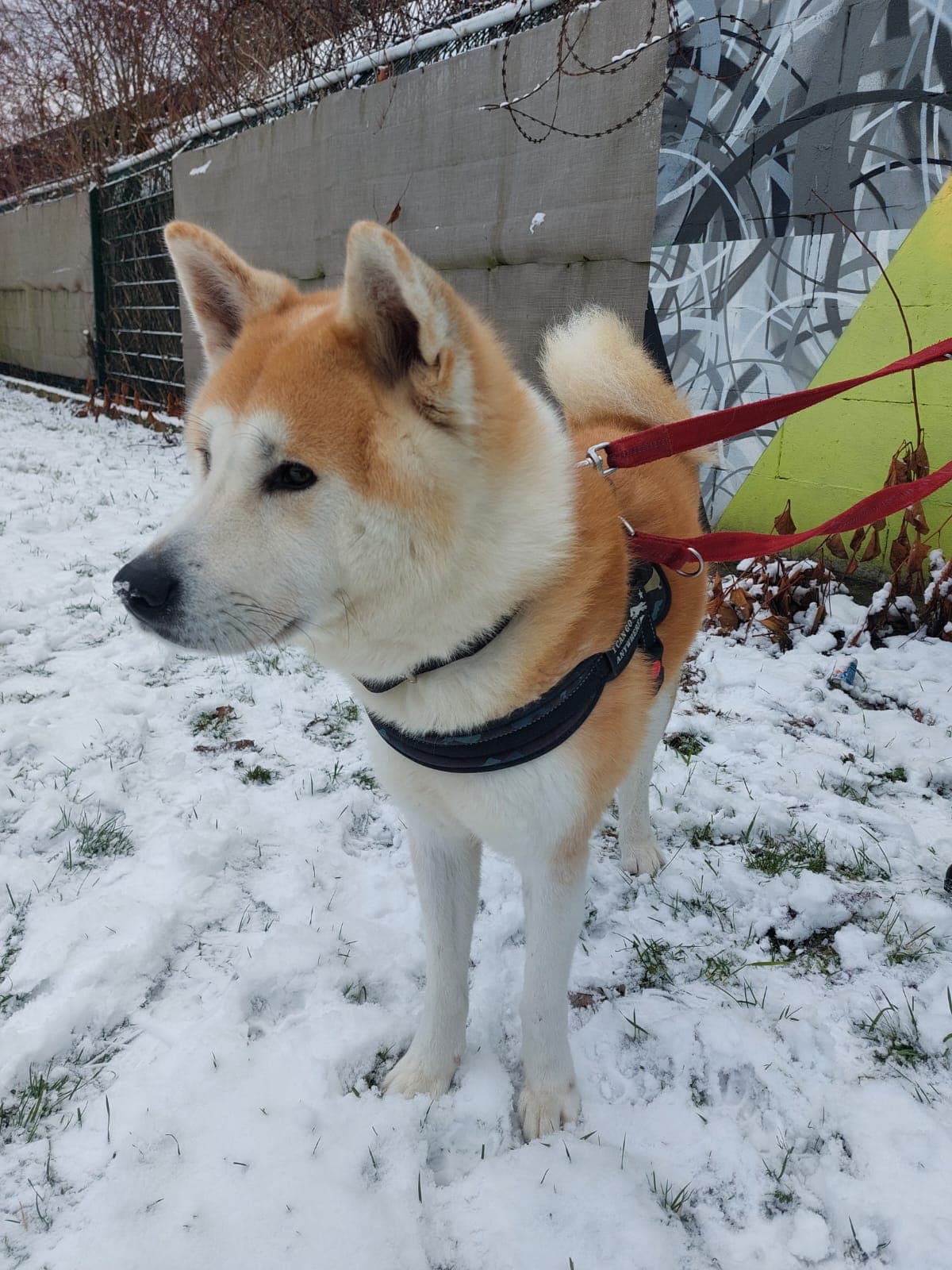 Hachiko - Akita - Bild 3