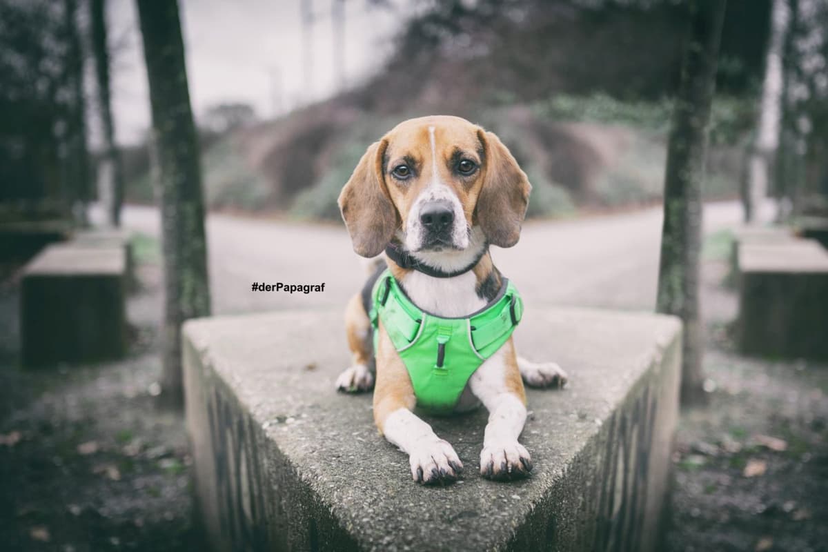 Timo - Beagle - Bild 13