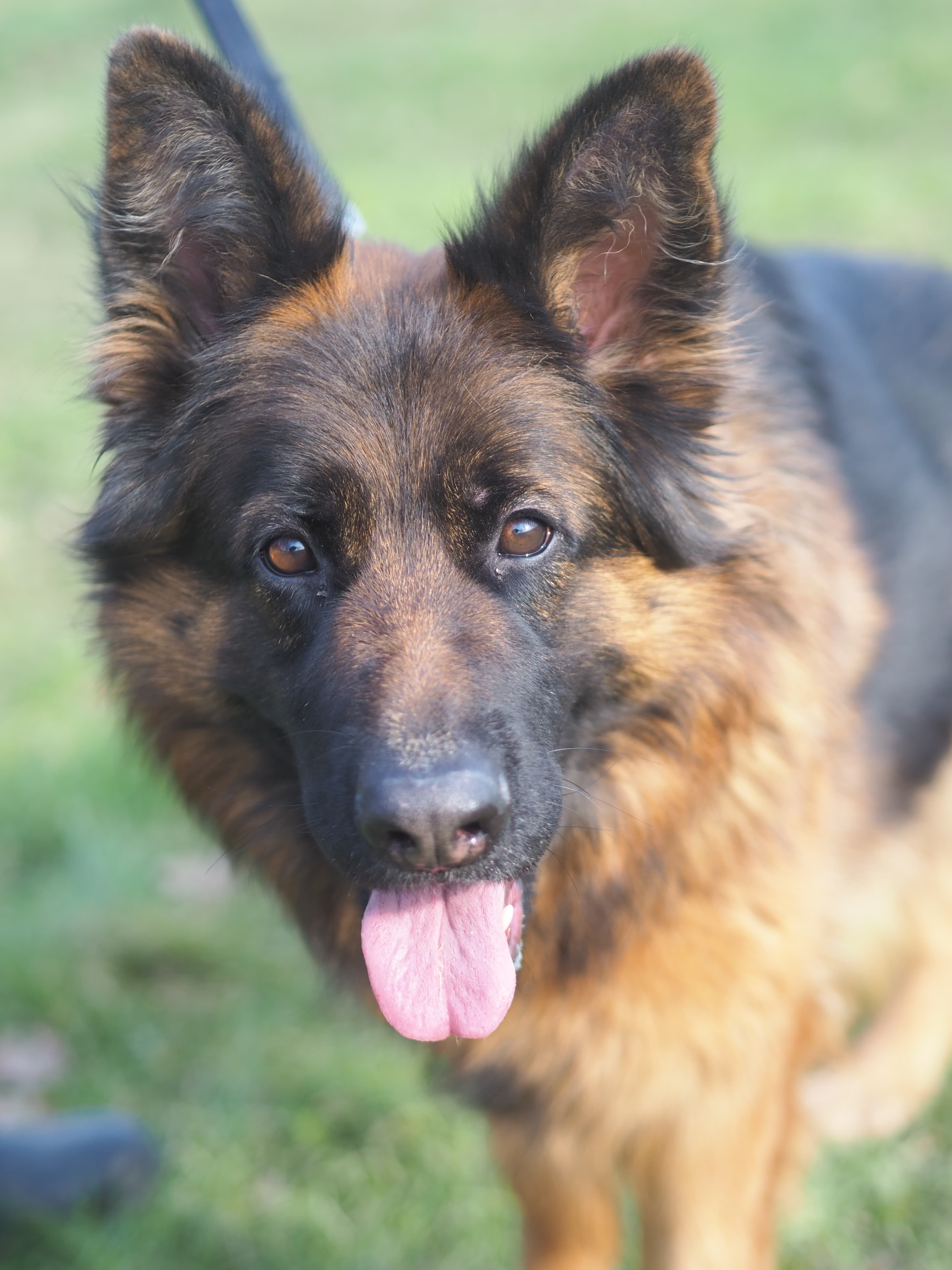 Julia - Deutscher Schäferhund - Bild 5