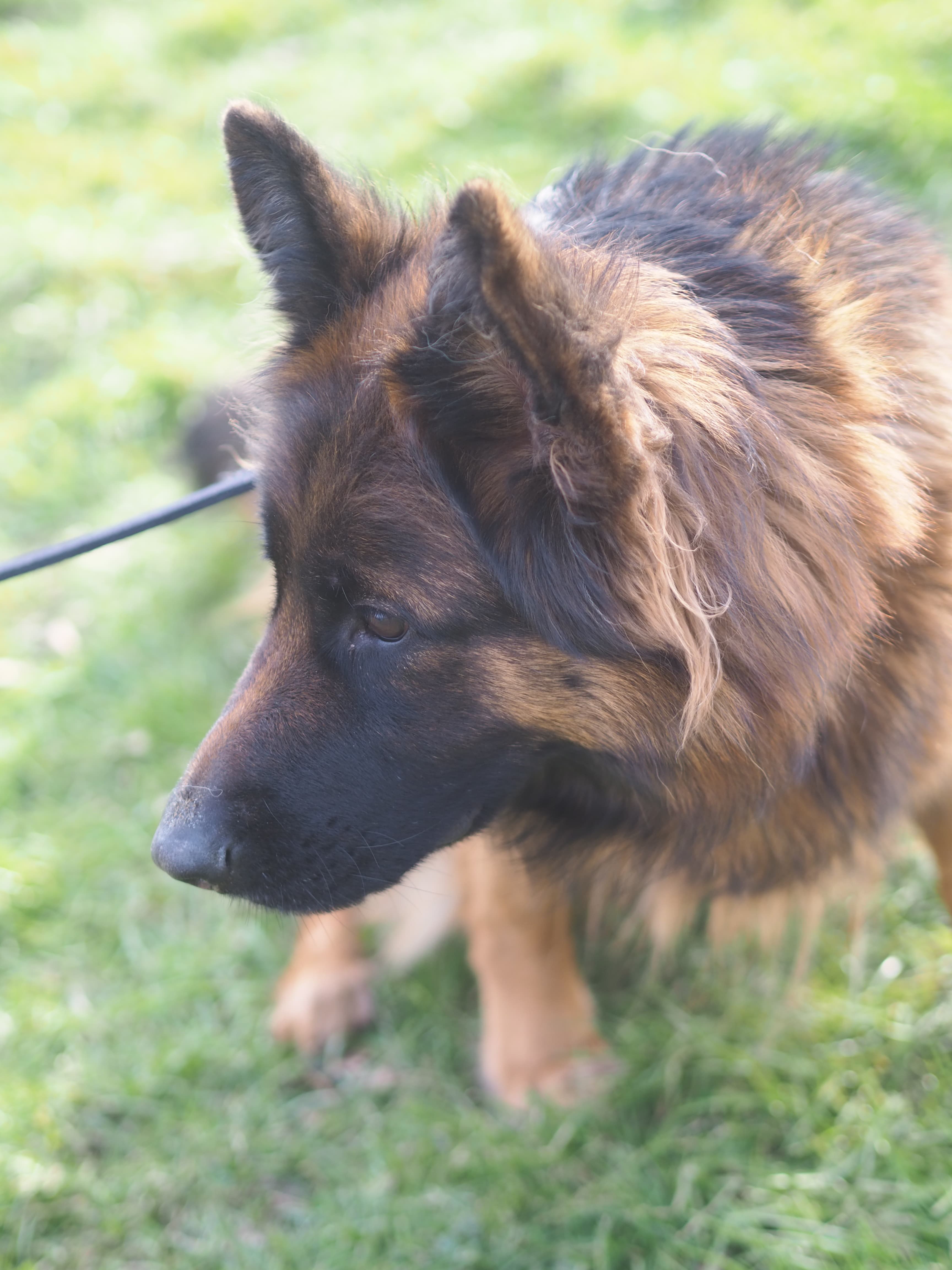 Julia - Deutscher Schäferhund - Bild 7