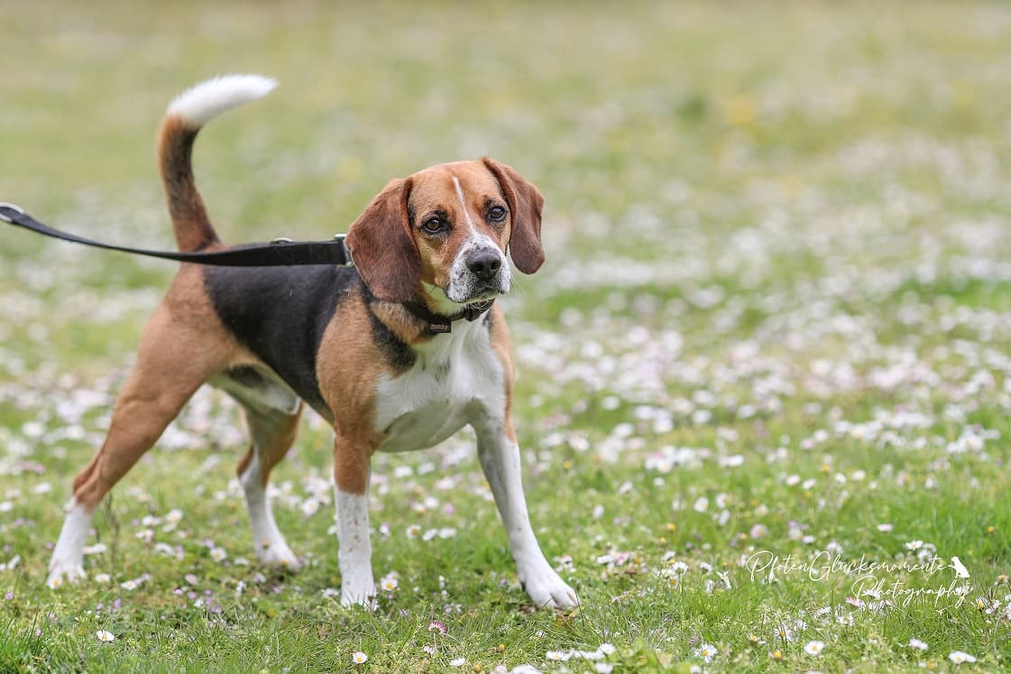 Timo - Beagle - Bild 2