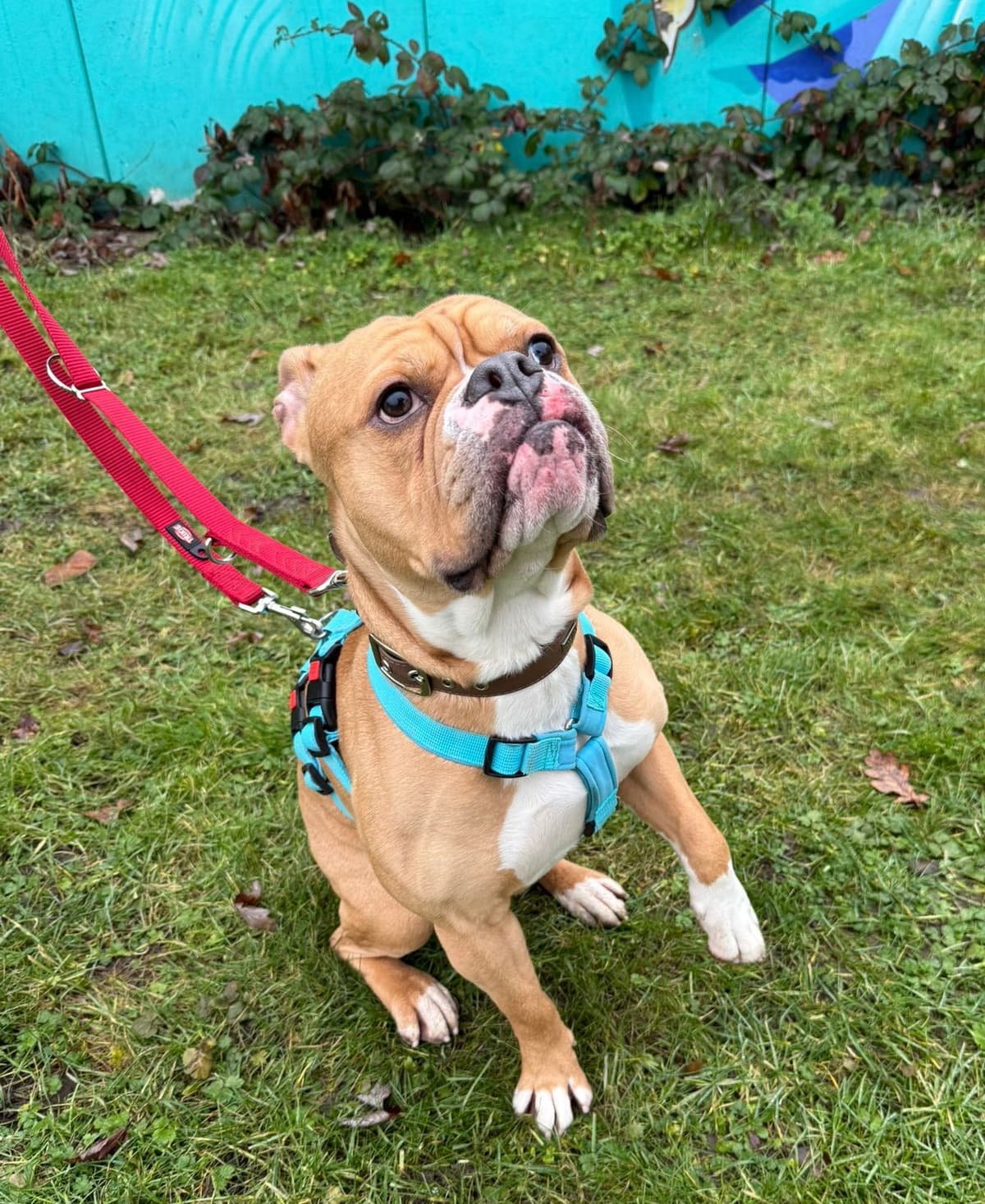 Capone - Englische Bulldogge - Bild 6