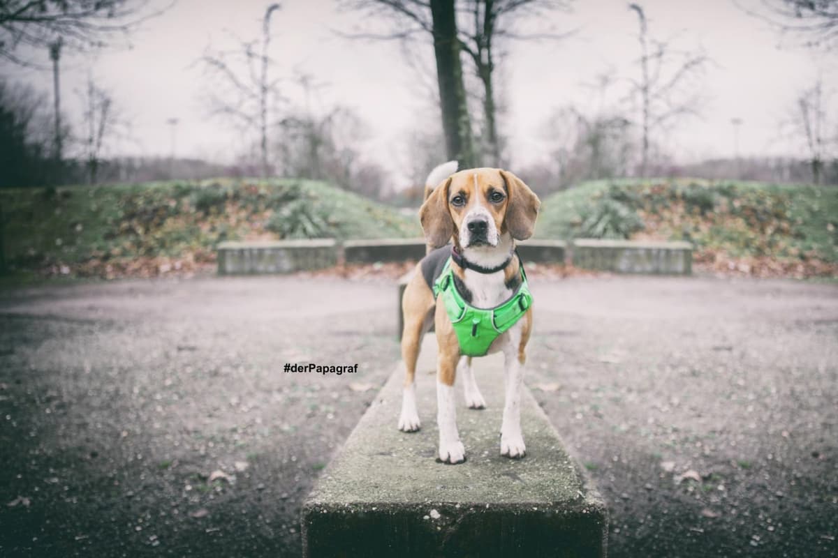 Timo - Beagle - Bild 16
