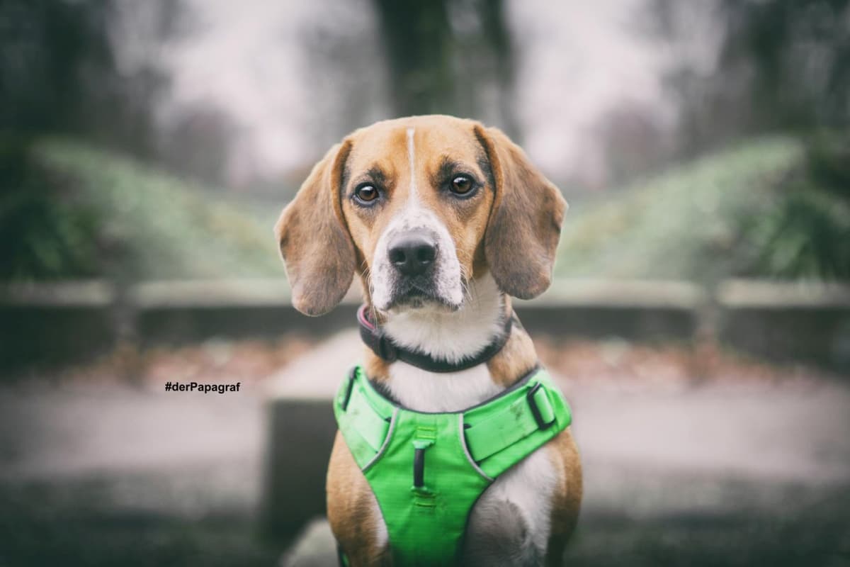 Timo - Beagle - Bild 8