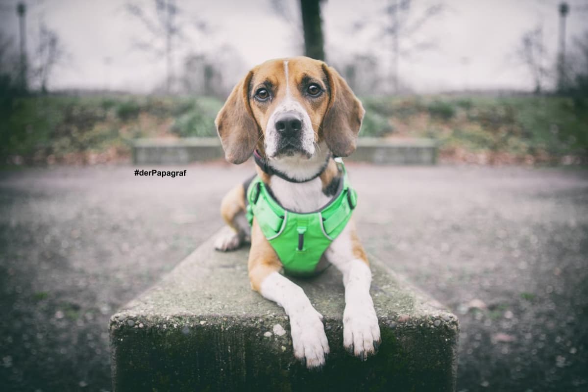 Timo - Beagle - Bild 12