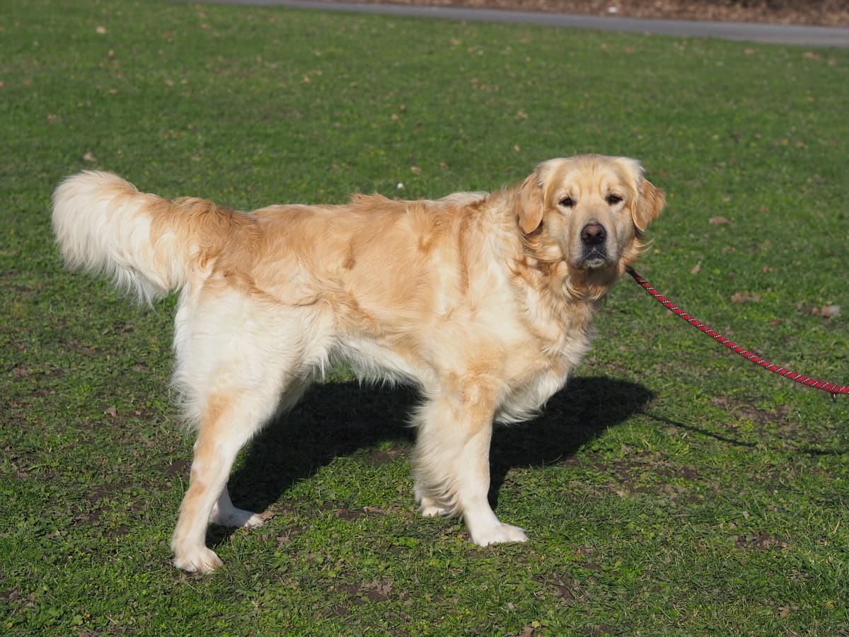 Nelson - Golden Retriever - Bild 8