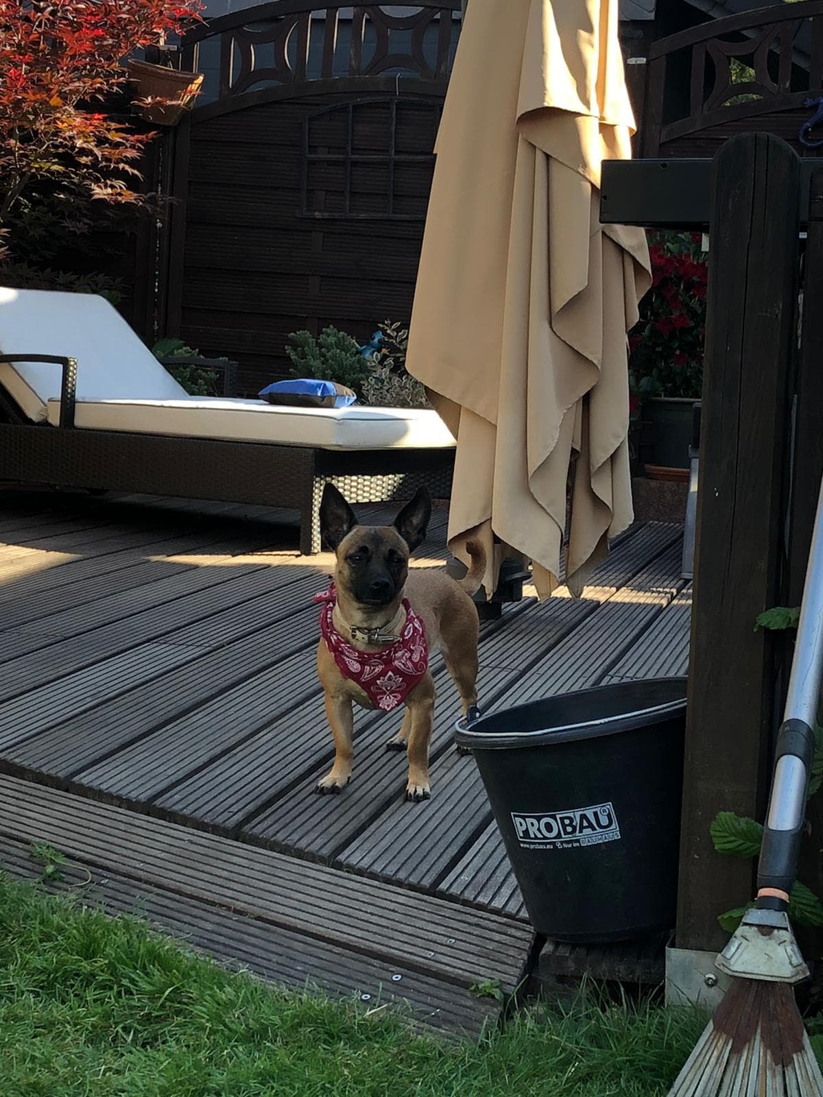 Cassy - Dackel - Bild 4