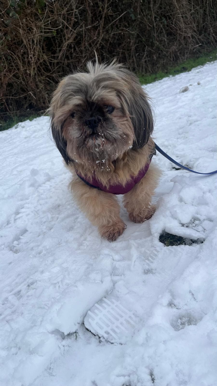 Shih Tzu Susi
