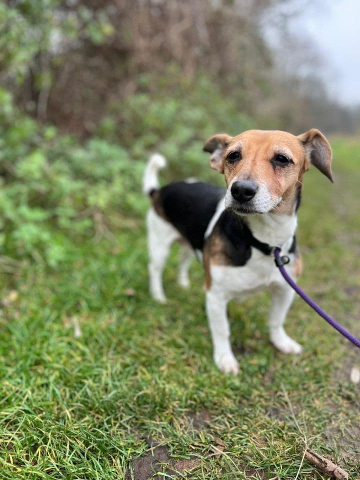 Lilly - Jack Russell Terrier - Bild 4