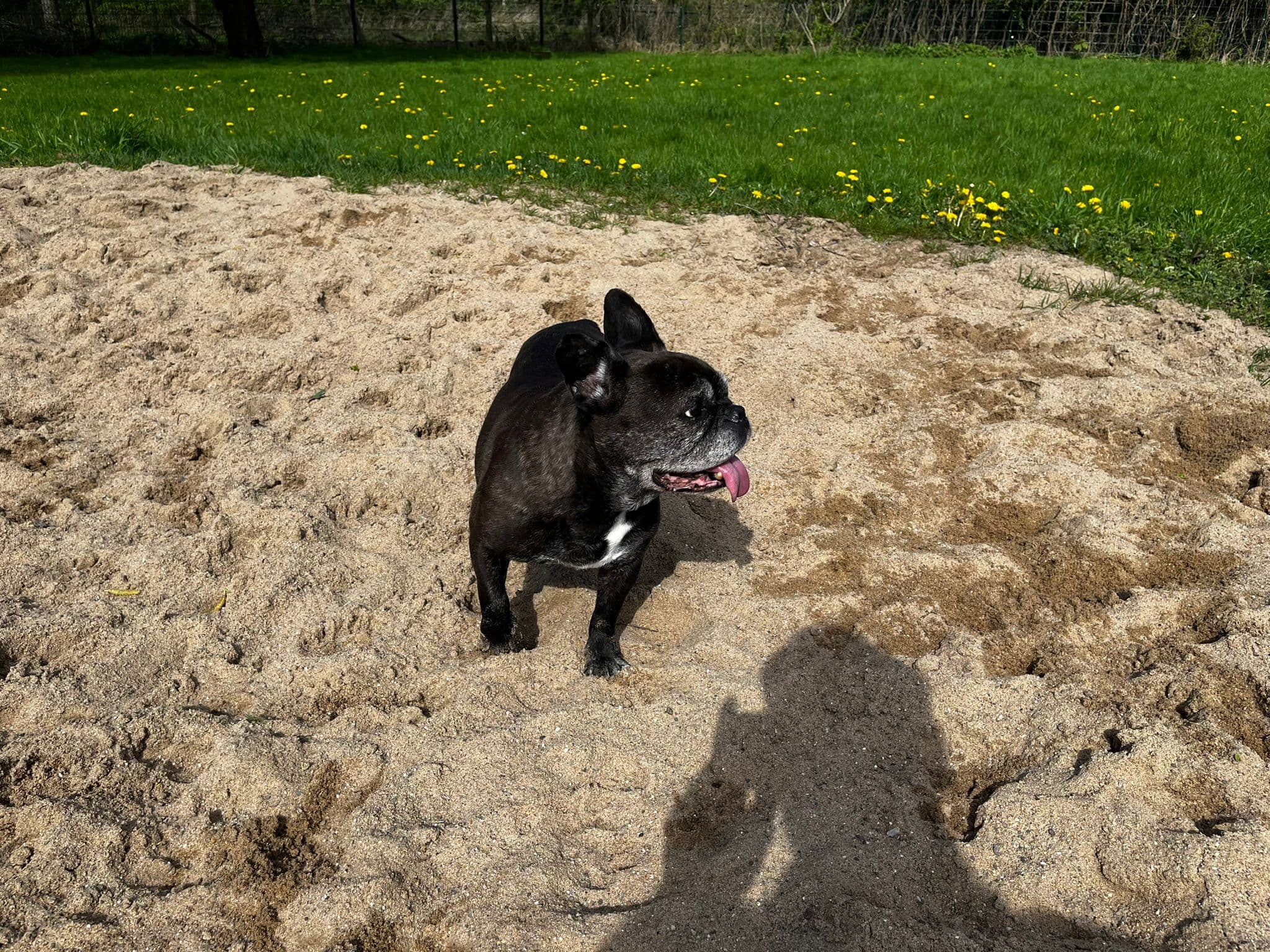 Bonnie und clyde - Französische Bulldogge - Bild 5