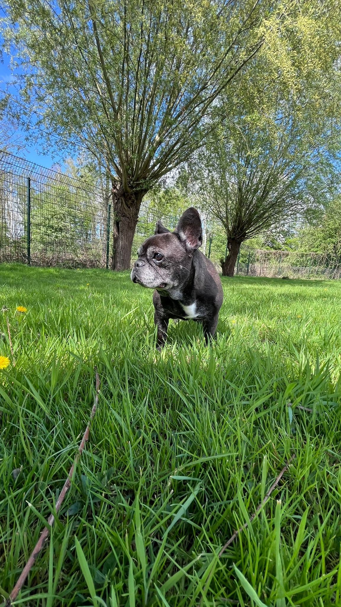 Bonnie und clyde - Französische Bulldogge - Bild 2
