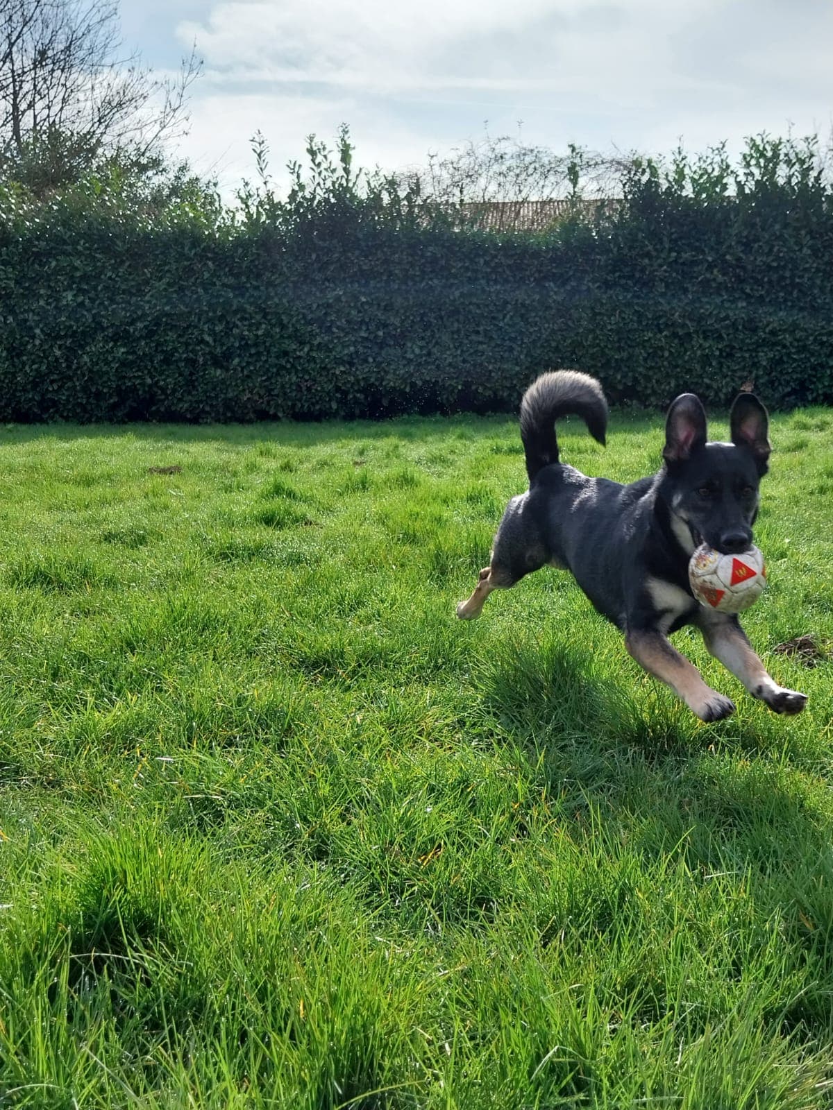 Lotta - Deutscher Schäferhund - Bild 7