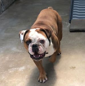 Racker - Englische Bulldogge, Deutsche Dogge - Bild 2