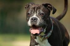 Bombay - Deutscher Boxer, Dackel - Bild 12