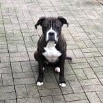 Bombay - Deutscher Boxer, Dackel - Bild 4