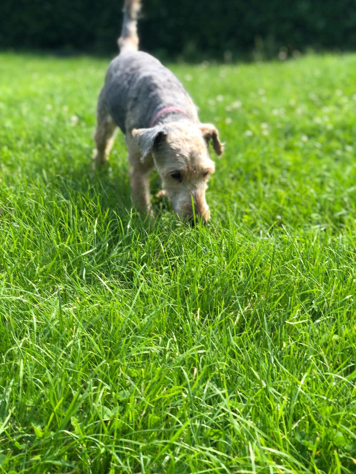 Jacky - Welsh Terrier - Bild 5