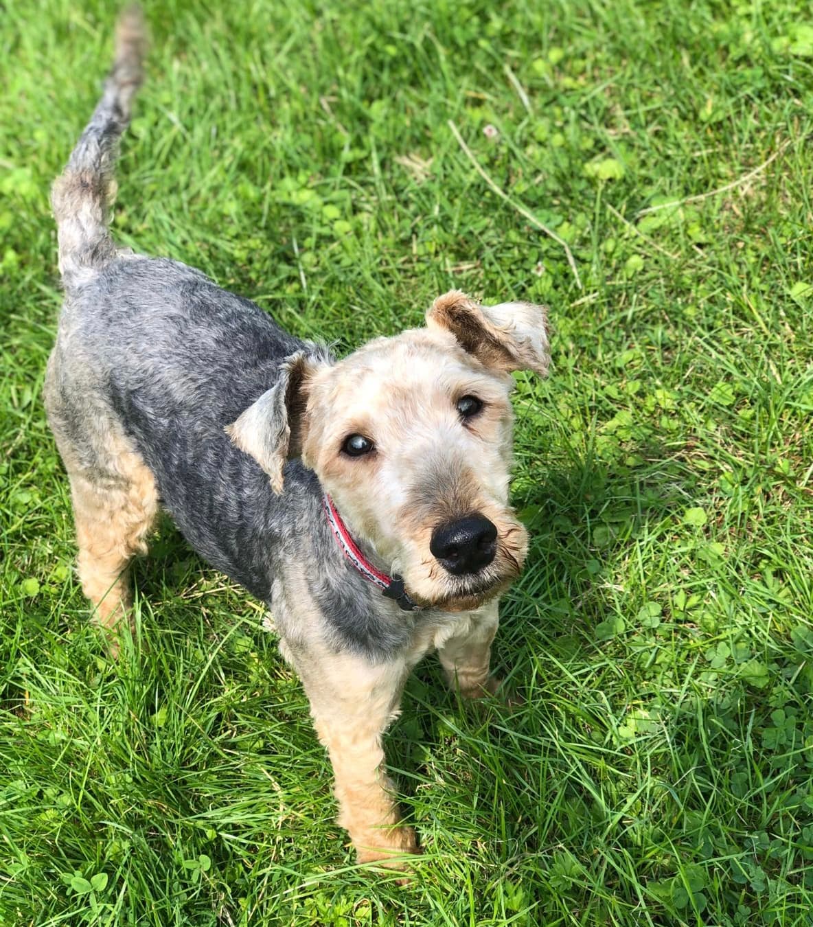 Jacky - Welsh Terrier - Bild 4
