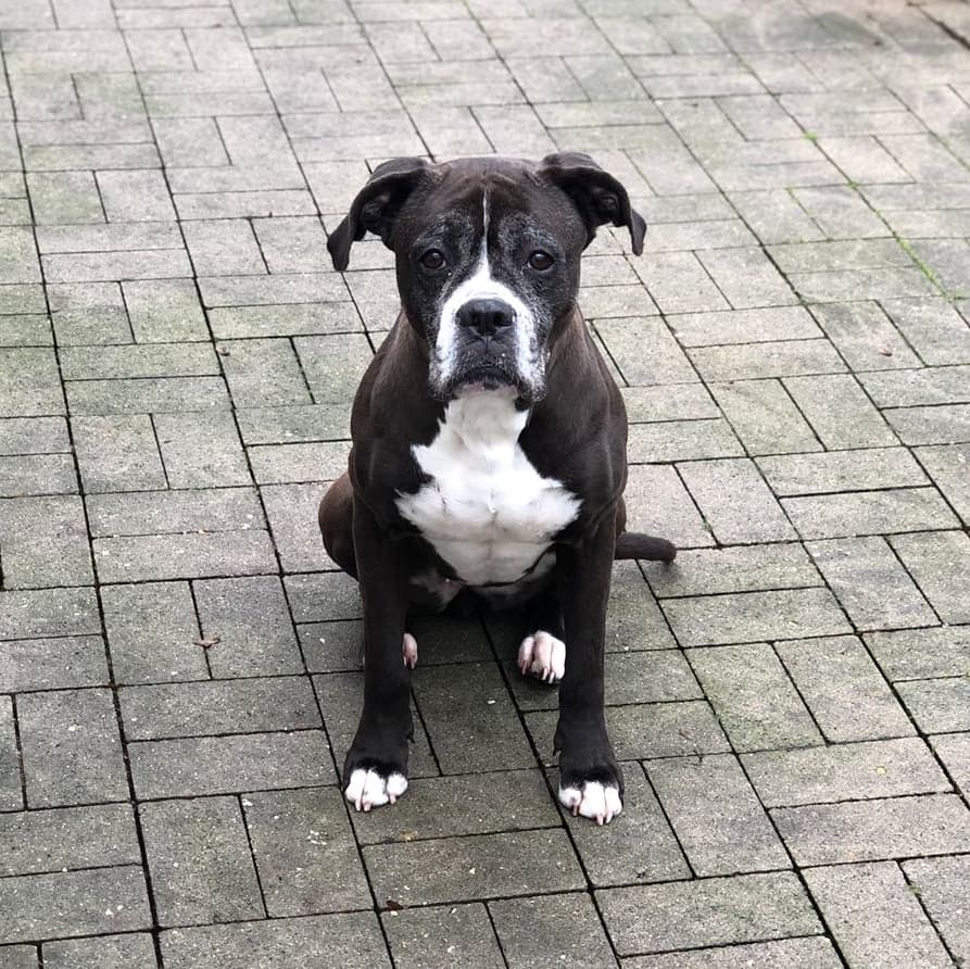 Bombay - Deutscher Boxer, Dackel - Bild 3