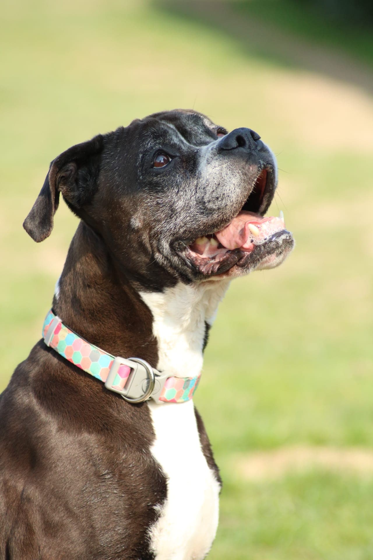 Bombay - Deutscher Boxer, Dackel - Bild 5