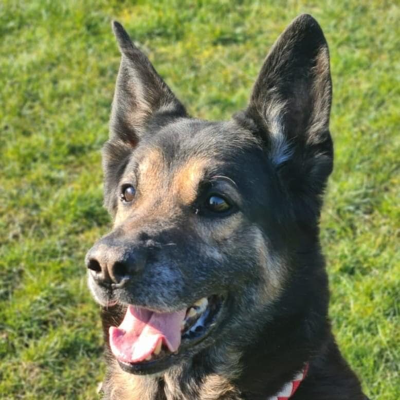 Deutscher Schäferhund Ronny