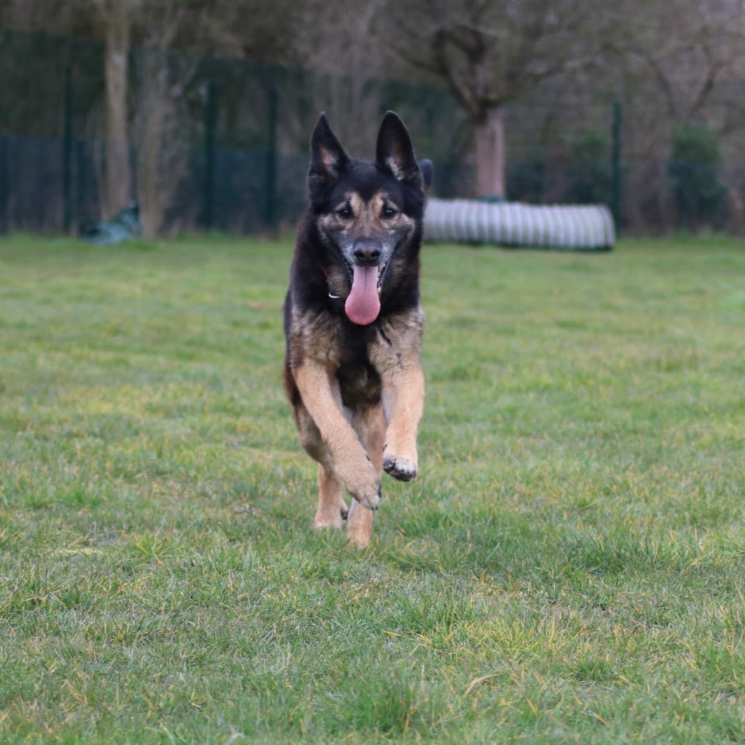 Ronny - Deutscher Schäferhund - Bild 6