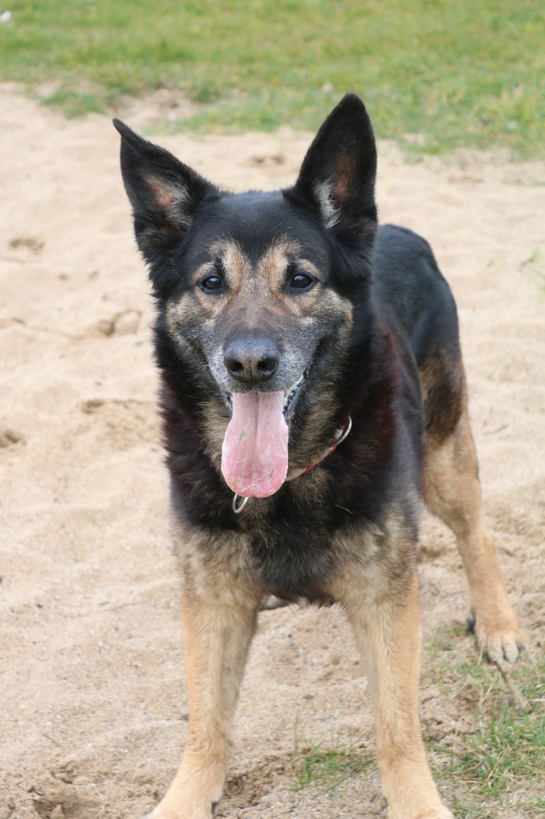 Ronny - Deutscher Schäferhund - Bild 7