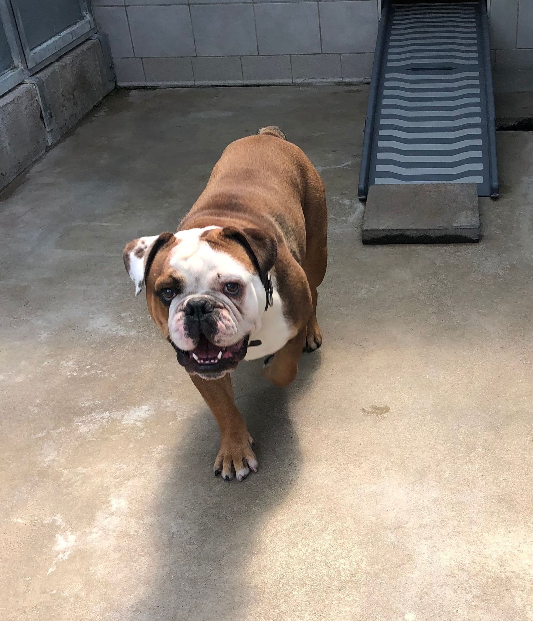 Racker - Englische Bulldogge, Deutsche Dogge - Bild 5