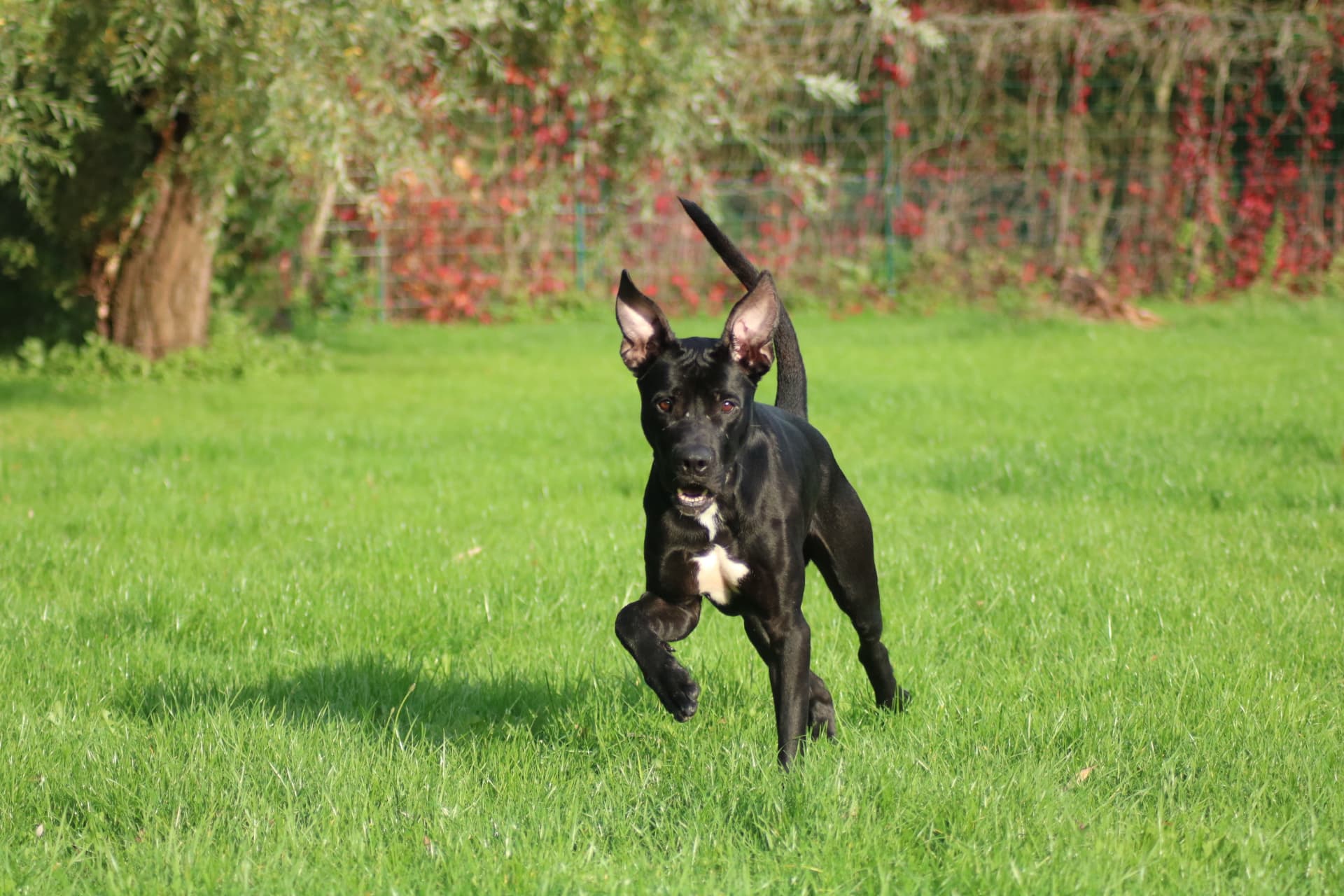 Brutus - Deutsche Dogge, Cane Corso Italiano - Bild 3