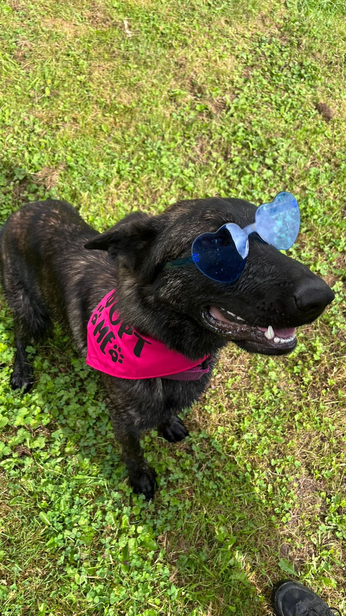 Elly - Hollandse Herdershond - Bild 3