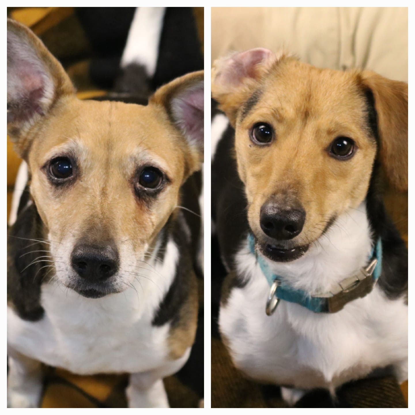 Lilly - Jack Russell Terrier - Bild 11