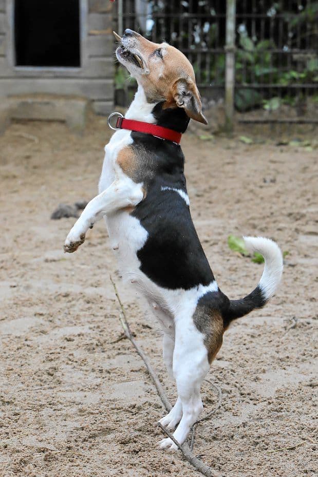 Lilly - Jack Russell Terrier - Bild 5