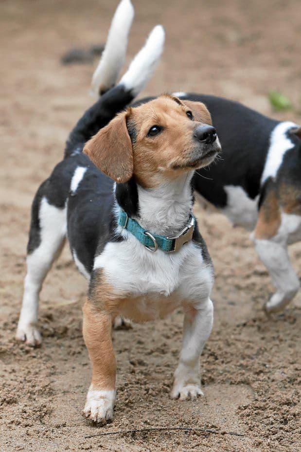 Lilly - Jack Russell Terrier - Bild 13