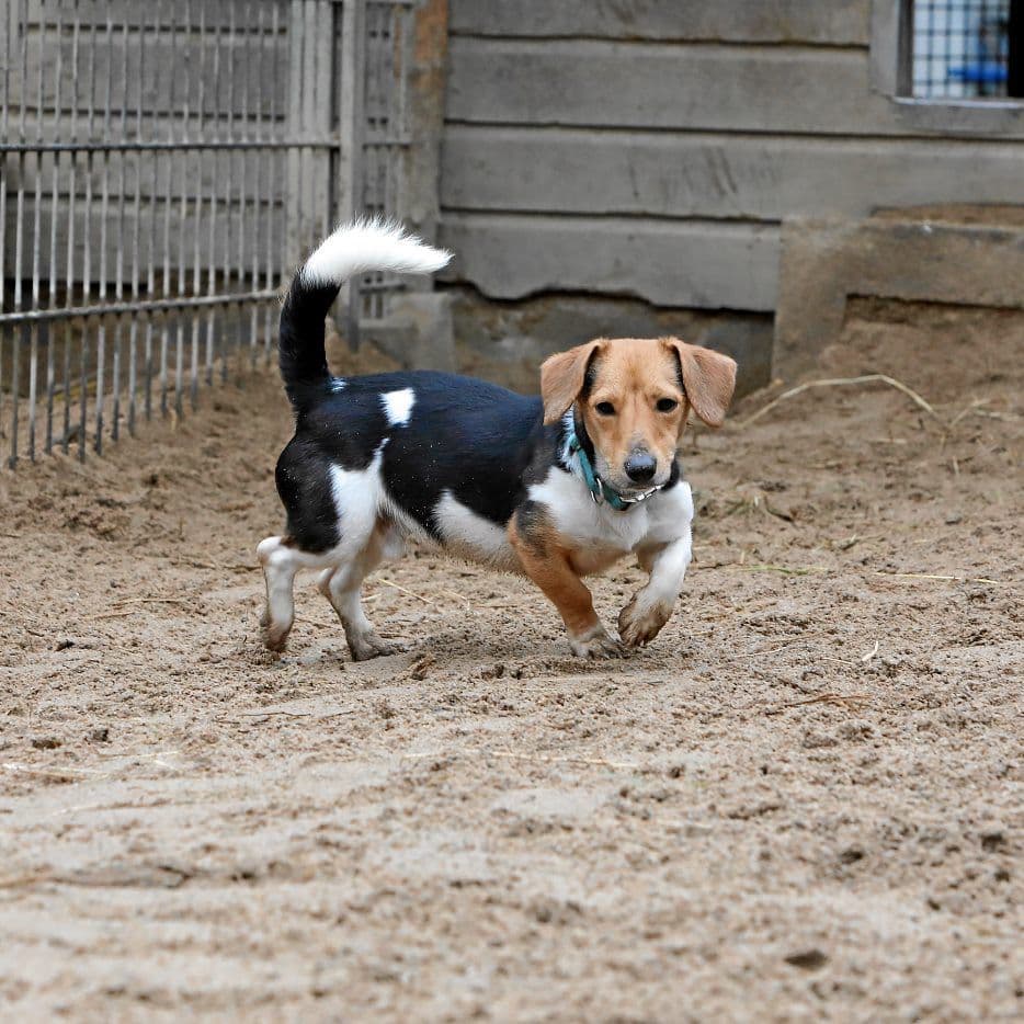 Lilly - Jack Russell Terrier - Bild 8