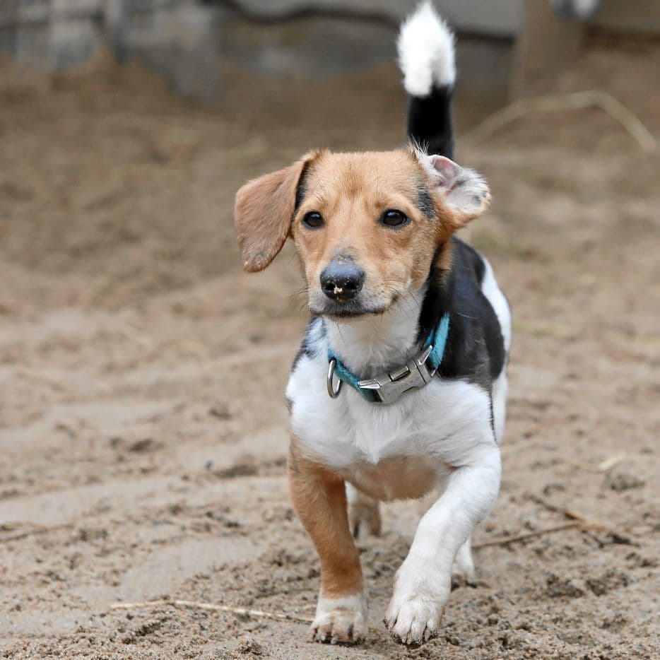 Lilly - Jack Russell Terrier - Bild 7