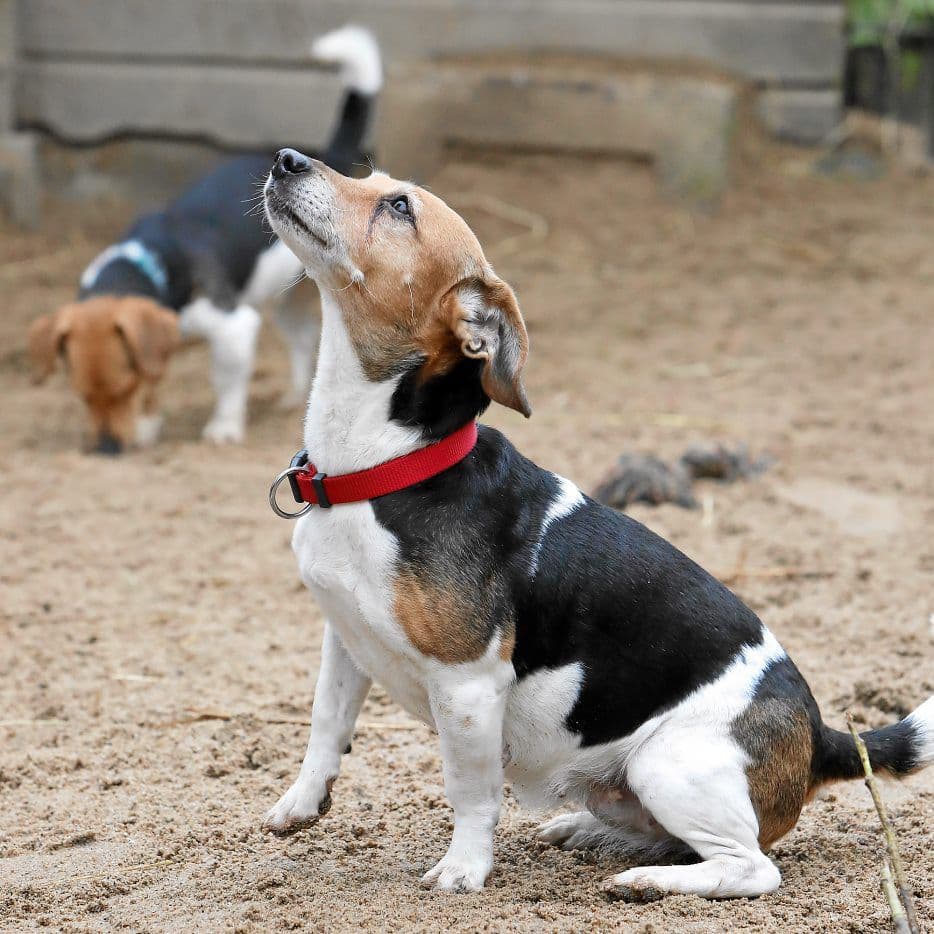 Lilly - Jack Russell Terrier - Bild 9