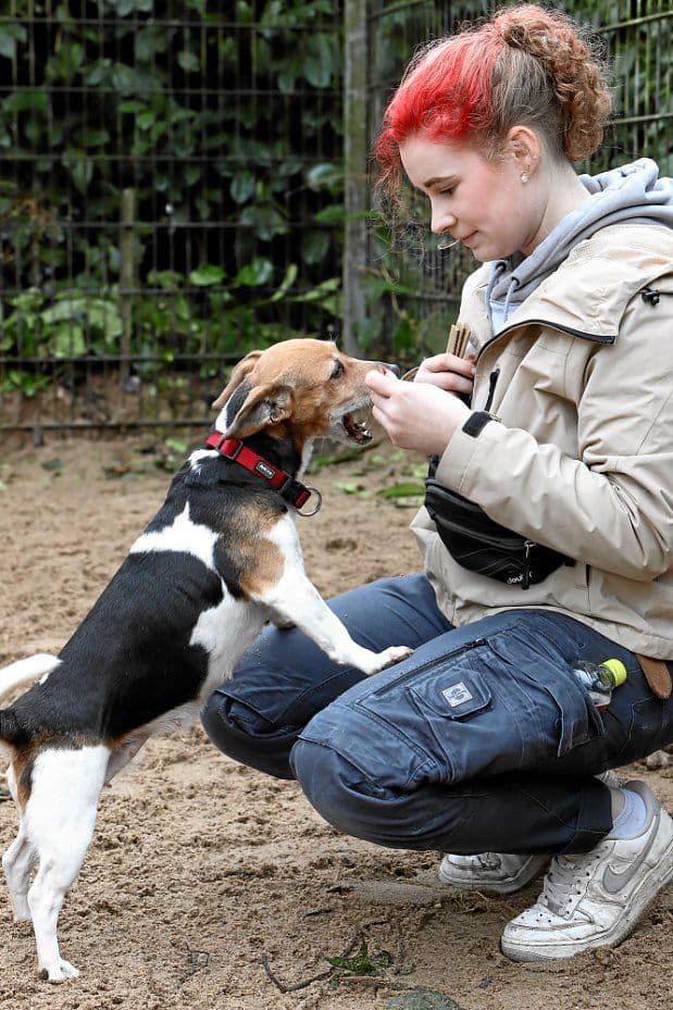 Lilly - Jack Russell Terrier - Bild 3