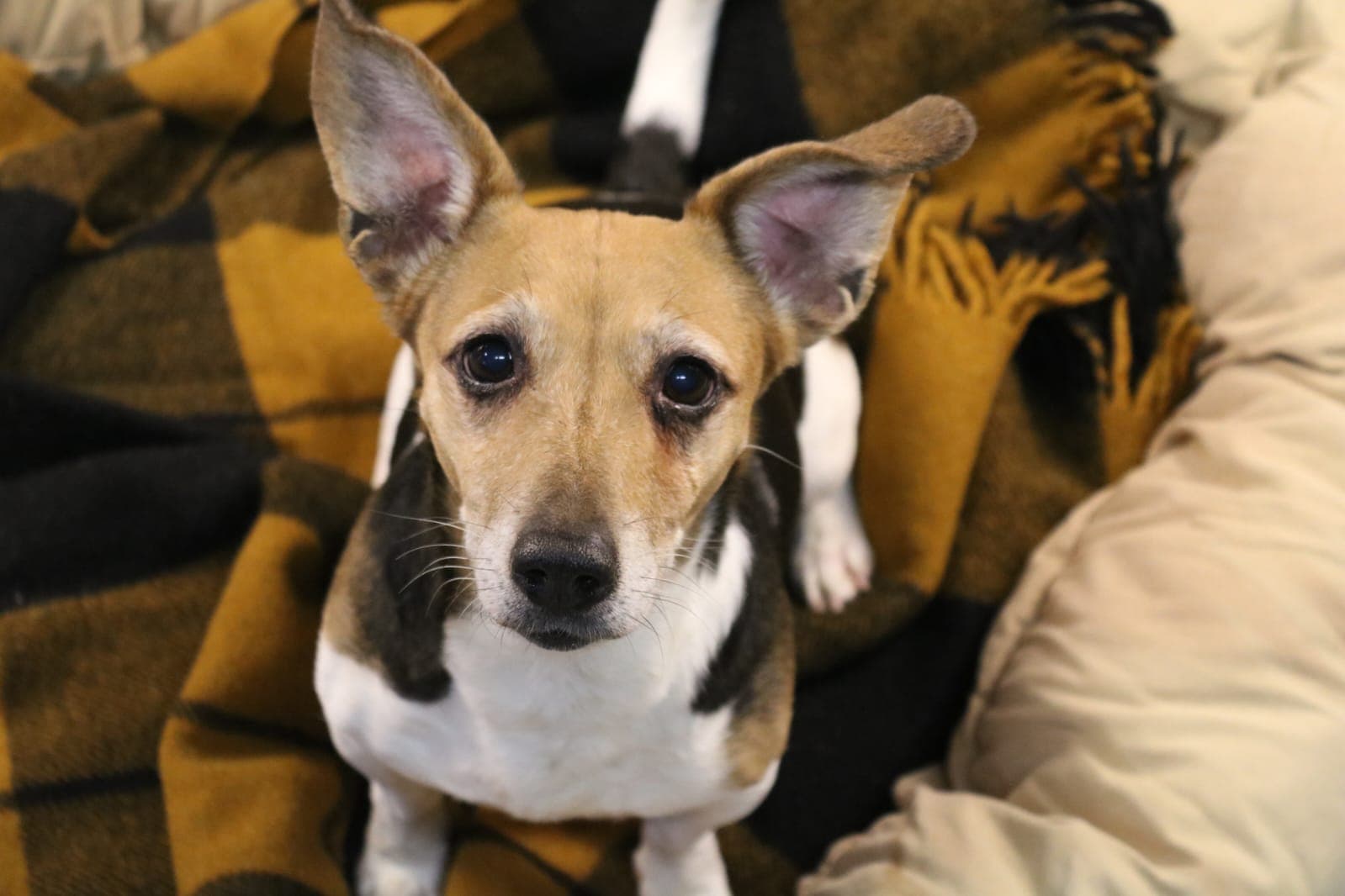 Lilly - Jack Russell Terrier - Bild 10