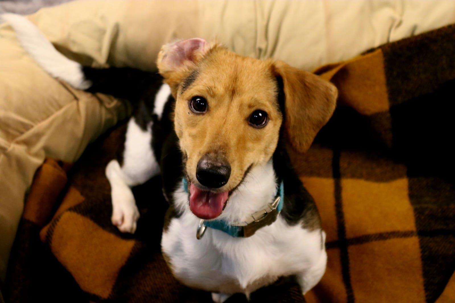 Lilly - Jack Russell Terrier - Bild 12