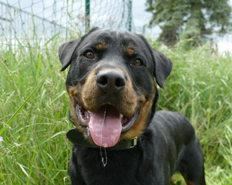 Rocky - Rottweiler - Bild 10