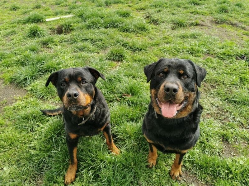 Rocky - Rottweiler - Bild 14