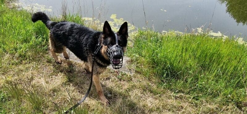 Deutscher Schäferhund Sharek