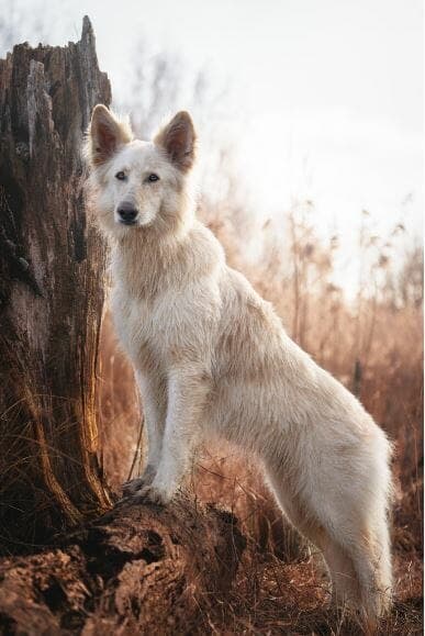 Informationen - Deutscher Schäferhund, Border Collie - Bild 2