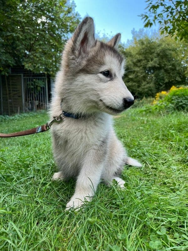 Lakota - Alaskan Malamute - Bild 3