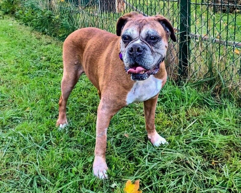 Amy - Deutscher Boxer - Bild 3