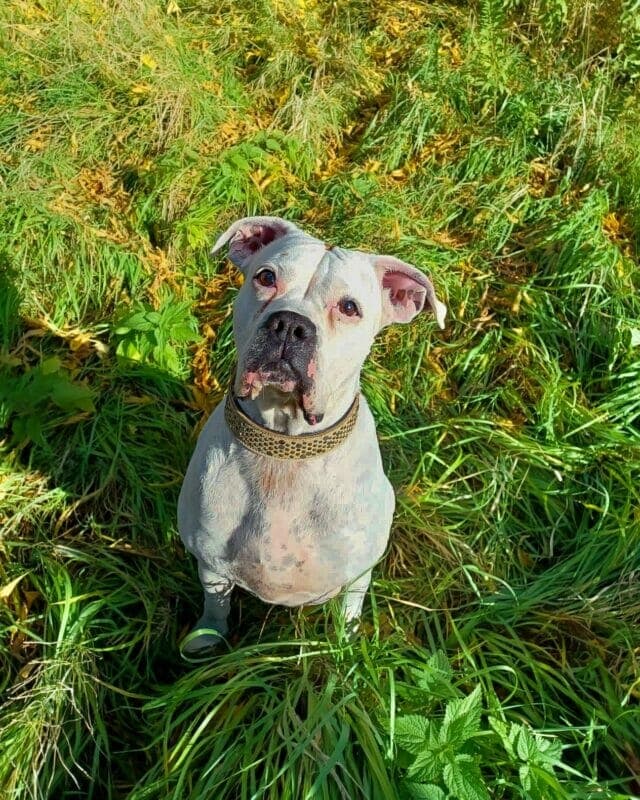 Grace - Deutscher Boxer - Bild 4