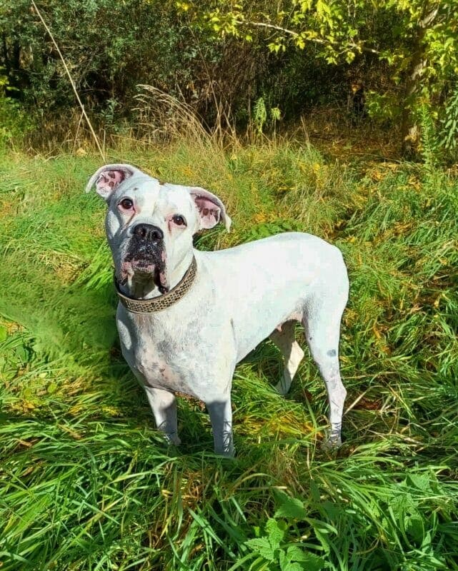 Grace - Deutscher Boxer - Bild 3