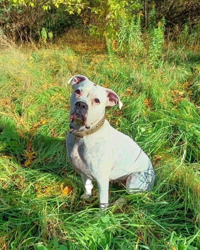 Grace - Deutscher Boxer - Bild 2