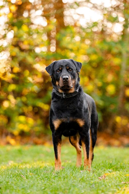 Rocky - Rottweiler - Bild 2