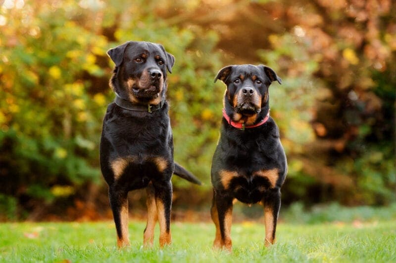 Rocky - Rottweiler - Bild 5