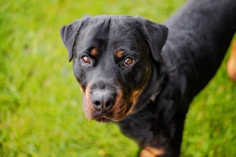 Rocky - Rottweiler - Bild 6